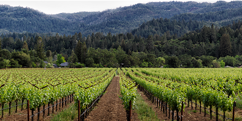 Discover California Wine Country | Williams Sonoma