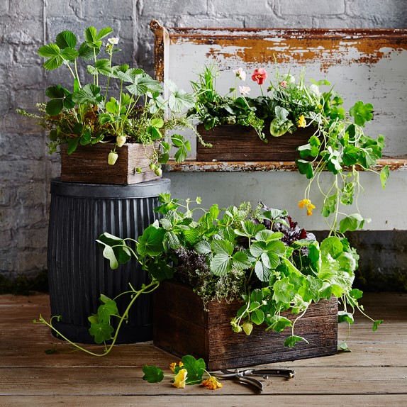 Vence Planter Williams Sonoma